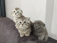 45 günlük scottish fold yavrular