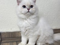 Asil yakışıklı british longhair oğlum