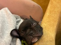 EL Salvador Kennel - KARA FRENCH BULLDOG AİLESİNİ ARIYOR