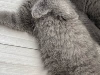 Kaliteli sağlıklı british shorthair yavrular