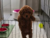 Teacup red brown toy poodle