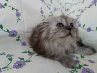 british longhair çok oyuncu kedim