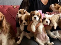 Sağlık ırk garantili cavalier king charles yavrular