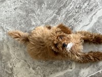 3.5 aylık dişi toy poodle