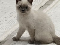 Safkan Şecereli Scottish Fold Blue Point