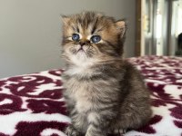 YUVARLAK SURAT TOP KAFA NY25 ASLAN KRAL KEDİMİZ