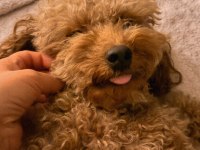 Toy Poodle 3 Yaşında