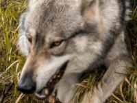 Wolf Dog Gerçek Kurt