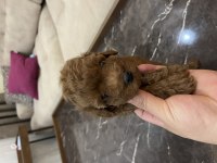 Evimde baktığım toy poodle yavrularım