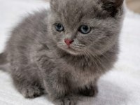 British Shorthair 45 Günlük