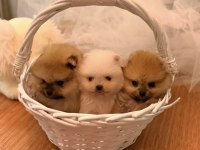 Mini boy ayı surat pomeranian yavrular