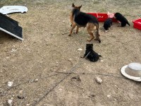 Alman kurt köpeği yerli kurt