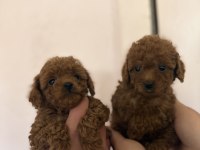 Kilo garantili toy poodle bebekler