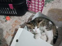 Minik kedimiz yuvasını arıyor