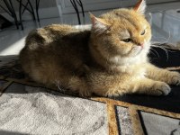 NY11 Erkek British Shorthair