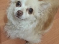 2 yaşında ve 3 aylık iki adet dişi şivava köpeğimiz acil