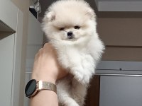 2.5 aylık teacup dişi pomeranian boo