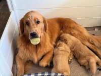 Golden iyisi değil en iyisi kapıda ödeme mevcut