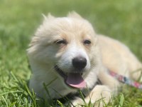 4 aylık maltipoo
