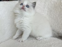 Safkan 2.5 Aylık Dişi Ragdoll