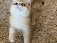 Safkan British Shorthair Golden ny12 erkek yavru