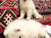 KIF-FCI ŞECERELİ MÜKEMMEL KALİTE SAMOYED SON 1 YAVRU