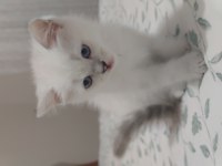 Safkan british shorthair ns1133 yavru