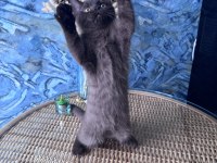 British shorthair nadir bulunan chocolate erkek yavru