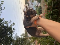 Aşıları yapıldı teslime hazır fransız bulldog yavrular