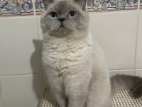Mama karşılığı british shorthair
