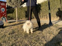 PEDIGREE’Lİ KAR BEYAZ GENÇ YETİŞKİN BOO