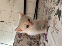 Erkek British Shorthair Çok Tatlı Yavru