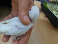 50 günlük sevda papağanı yavru