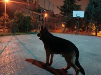 2 yaşında alman kurdu