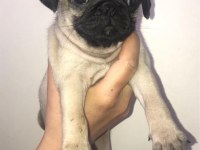 Pug bebişler