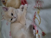 Golden 7 aylık erkek british shorthair