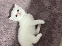 Şahsıma ait kedimin yavrusu