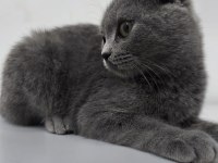 Yavru Scottish Fold Kedisi