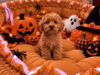 Üst Kalite Maltipoo Bebekler 
