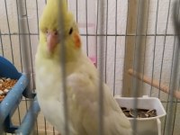 Lutino 8 aylık veteriner bakımlı sultan papağanı