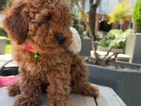Kore yavrusu a kalite orijinal toy Poodle yavru