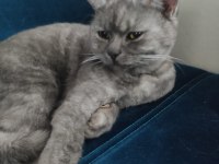 British shorthair duman uyguna sahiplendirilecek