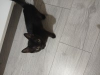 İki adet siyam kedisi yavru