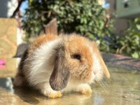 Lop tavşanlar
