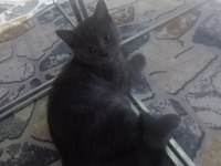 British shorthair yavrular teslime hazır