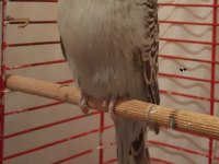 SHOW JUMBO MUHABBET KUŞU ERKEK