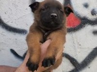 Tüm ırk ve cinsler için yardımcı olalım malinois