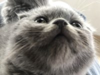 Erkek scottish fold anne scottish baba british