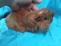 Safkan Ginepig Irklarımızı Görmeden Karar Vermeyin