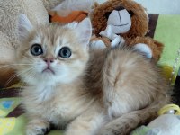 Safkan British Shorthair Yavrular